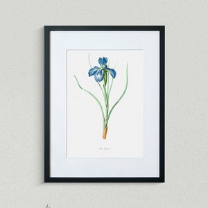 Flower Print - Floral Art - English Iris - Botanical Fine Art Print - Flower Painting