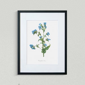 Flower Print - Floral Art - Day-Flower - Botanical Fine Art Print - Flower Painting