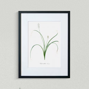 Flower Print - Floral Art - Roman Hyacinth - Botanical Fine Art Print - Flower Painting
