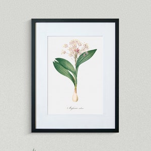 Flower Print - Floral Art -  Violet Massony - Botanical Fine Art Print - Flower Painting