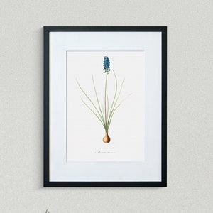 Flower Print - Floral Art - Grape Hyacinth - Botanical Fine Art Print - Flower Painting