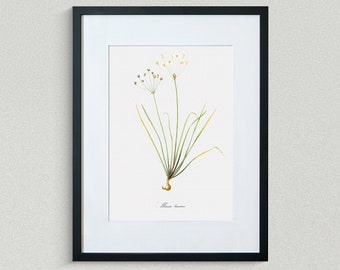 Flower Print - Floral Art - False Garlic - Botanical Fine Art Print - Flower Painting