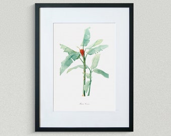 Flower Print - Floral Art - Flowering Banana - Botanical Fine Art Print - Flower Painting