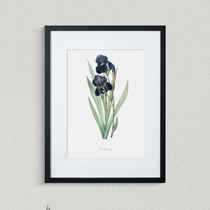 Flower Print - Floral Art - German Flag - Botanical Fine Art Print - Flower Painting