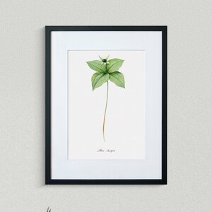 Flower Print - Floral Art - Herb Paris - Botanical Fine Art Print - Flower Painting