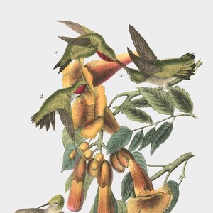 May include: A vintage illustration of a Ruby-throated Hummingbird, with three birds perched on a branch with orange trumpet-shaped flowers. The illustration is labeled "Ruby-throated Hummingbird" with the text "1. & 2. Males, 3. Female, 4. Young. Bignonia - radicans."