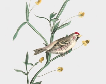 Bird Art, Framed Bird Art, Mealy Redpoll Linnet, Cute Bird Art