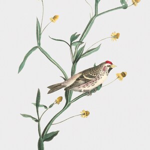 Bird Art, Framed Bird Art, Mealy Redpoll Linnet, Cute Bird Art