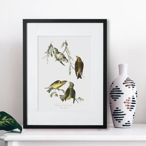 Bird Art - Common Crossbill - Framed Bird Art - Bird Fine Art Prints
