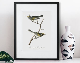 Bird Wall Art - Bird Fine Art Print - Framed Bird Wall Art - Golden-Winged Swamp-Warbler