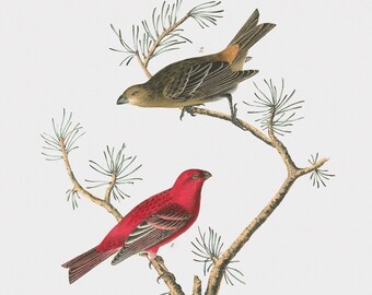 Love Birds Wall Art - Common Pine-Finch - Bird Canvas Art