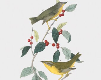 Bird Wall Art Print - Nashville Swamp-Warbler - Canvas Wall Art With Birds