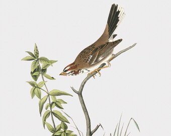 Bird Wall Art - Lark Bunting Resting on Small Branch - by John Audubon