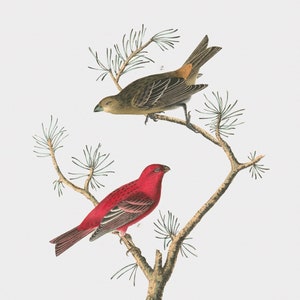 Love Birds Wall Art - Common Pine-Finch - Bird Canvas Art