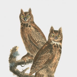 Bird Art - Great Horned Owl Wall Art - Birds Wall Decor
