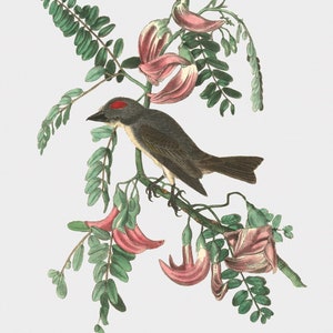 Bird Art Print - Bird Wall Art - Bird Illustration - Bird Wall Decor - Nature Art - Pipiry Flycatcher