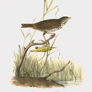 Bird Wall Art - Bird Art Print - Bird Illustration - Bird Lover Gift - Bird Wall Decor - Nature Art - Brown Finch