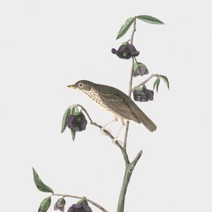 Bird Wall Art - Framed Bird Wall Art  - Dwarf Thrush - Bird Fine Art Print