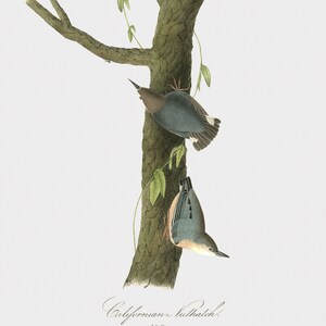 Bird Wall Art Print, Bird Wall Hanging, Framed Bird Wall Art, Californian Nuthatch