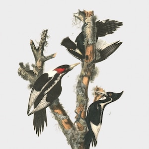 Bird Fine Art Print - Arte de la pared de aves - Ilustración de aves - decoración de la pared de la pared de la aves - arte de la naturaleza - pájaro de madera de marfil
