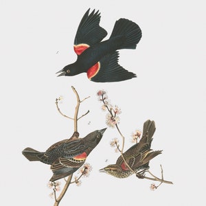 Arte de la pared de la aves, arte de la pared del pájaro enmarcado, decoración del hogar del pájaro, starling de ala roja