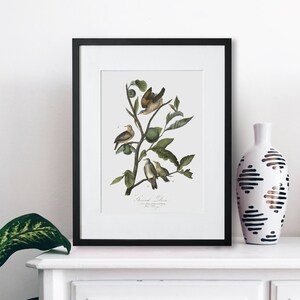 Birds Wall Art - Ground Dove - Bird Canvas Wall Art