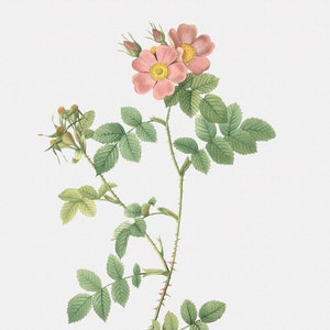 Rose Art Print - Floral Art - Rusty Rose with Three Flowers - Rosa Rubiginosa Triflora - Botanical Print