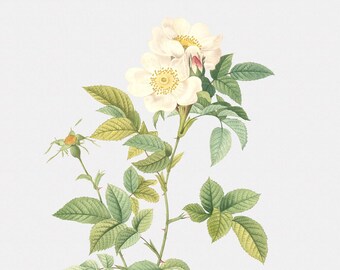 Rose Art Print - Floral Art - Anjou Rose - Rosa Andegavensis - Botanical Print