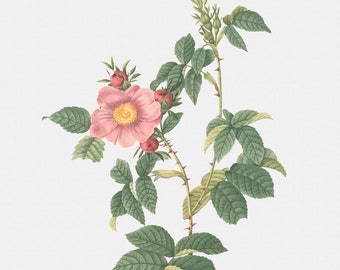 Rose Art Print - Floral Art - Big-Flowered Dog Rose - Rosa Canina Grandiflora - Botanical Print