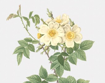 Rose Art Print - Floral Art - Short-Styled Rose - Rosa Brevistyla Leucochroa - Botanical Print