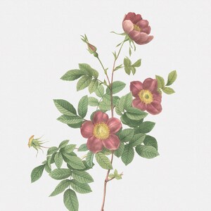 Rose Art Print - Floral Art - Common Alpine Rose Garden - Rosa Alpina Vulgaris - Botanical Print