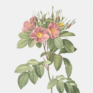 Rose Art Print - Floral Art - Pasture Rose - Rosa Carolina Corymbosa - Botanical Print