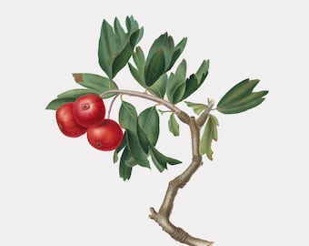 Fruit Wall Art - Red Thorn Apple Wall Art - Fruit Artwork