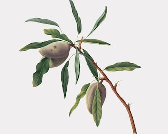 Fruit Wall Art - Mandorla Premice - Almond -  Fruit Home Decor Wall Art