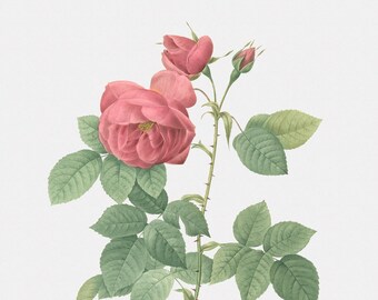 Rose Art Print - Floral Art - Bourbon Rose - Rosa Canina Burboniana - Botanical Print