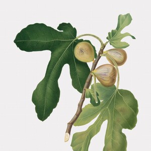 Fruit Wall Art  - Fico Vezzoso - Fig Art Print
