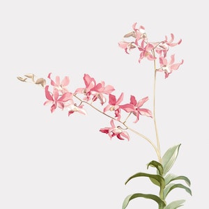 Orchid Wall Art - Unscented Dendrobium -  Wall Art Floral Prints