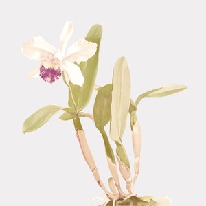 Floral Art - Cattleya Parthenia - Floral Wall Hanging