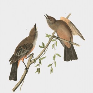 Bird Canvas Art, Framed Bird Wall Art, Cute Bird Art,  Say's Flycatcher