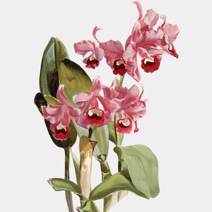 Orchid Art - Bowring&#39;s Cattleya - Pink Floral Wall Art