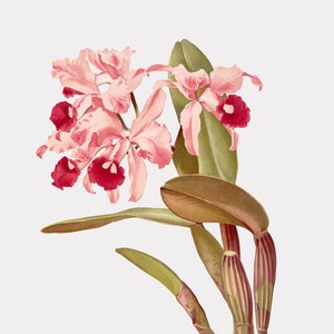 Orchid Art, Flower Wall Art, Pink Floral Wall Art, Cattleya Lawrenceana