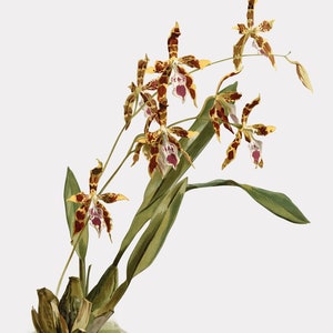 Floral Wall Art, Odontoglossum Wattianum, Orchid Art, Orchid Wall Art