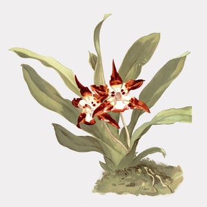 Orchid Art - Burt&#39;s Huntleya - Orchid Canvas Wall Art