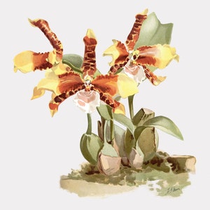 Floral Art - The Clown Orchid -  Floral Wall Hangings