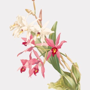 Floral Art - The Two-Edged Laelia - Floral Wall Hangings