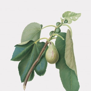 Fruit Wall Art - Fico Monaco - Fig Monaco - Fig Artwork