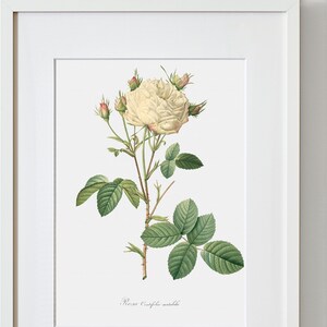 May include: A framed botanical print of a white rose, featuring a detailed illustration of the flower, buds, and leaves. The artwork is set against a white background and includes the Latin name "Rosa Centifolia mutabilis" at the bottom. The frame is white.