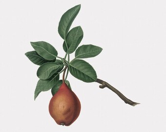 Fruit Wall Art - Pera Martin-Secco - Pear - Fruit Artwork
