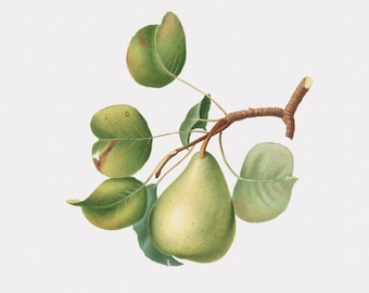 Fruit Wall Art - Pear Wall Print - Fruit Artwork