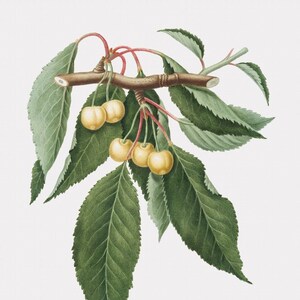 Fruit Wall Art - Cilegia Gialla Duracina - Cherry - Fruit Home Decor